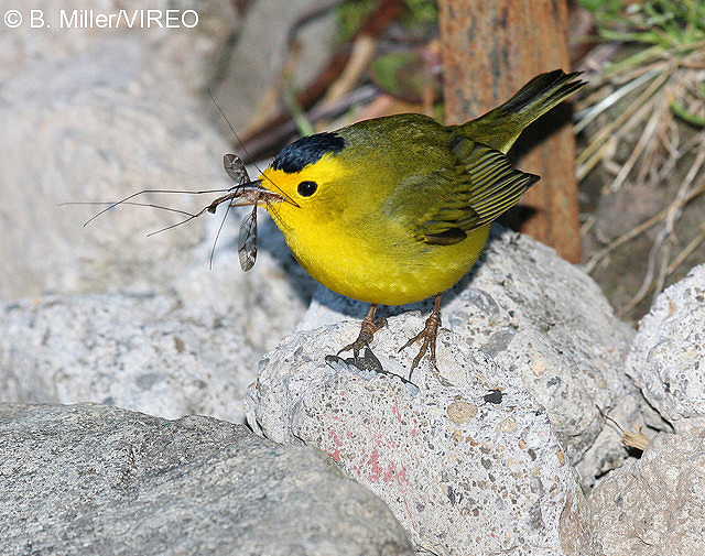 Wilson's Warbler m47-13-105.jpg